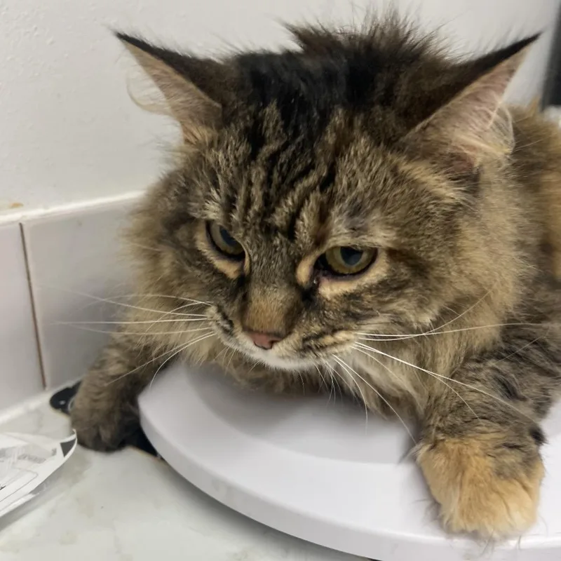 An adult large-sized female Brown / Chocolate Domestic Long Hair cat named Duckie Duck for adoption in St. Louis, MO
