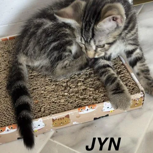 Jyn
