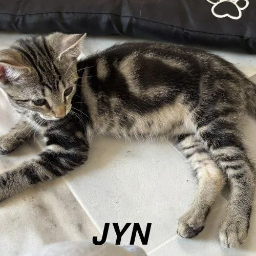 Jyn thumbnail 2