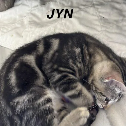 Jyn thumbnail 4