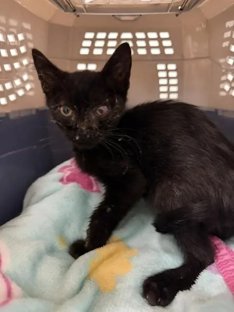 A baby small-sized male Domestic Short Hair cat named Momba for adoption in Bakersfield, CA
