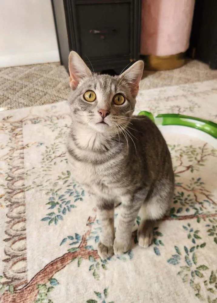 A baby small-sized female Domestic Short Hair cat named Littlebird for adoption in O'Fallon, MO