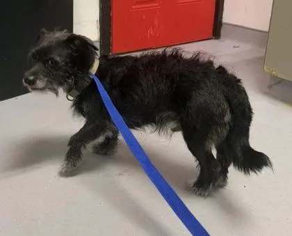 An adult small-sized male Mixed Breed dog named Rascal for adoption in West Chester, PA