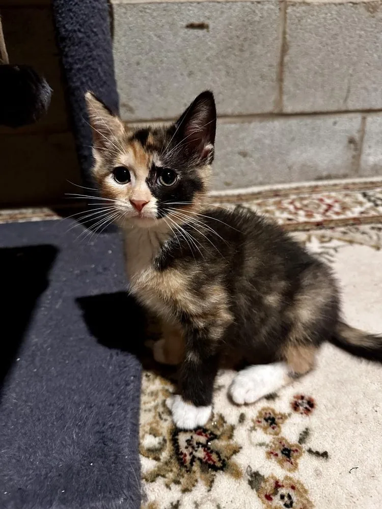 A baby small-sized female Domestic Short Hair cat named Tutu for adoption in Greensboro, NC