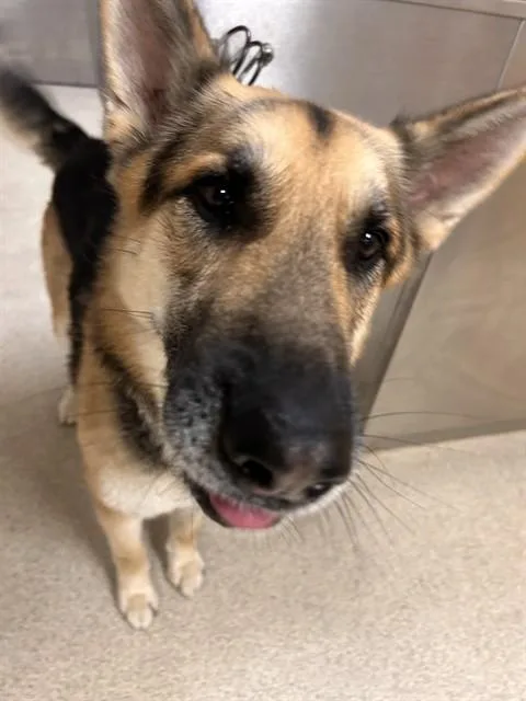An adult large-sized male German Shepherd Dog dog named Derrick for adoption in Riverside, CA