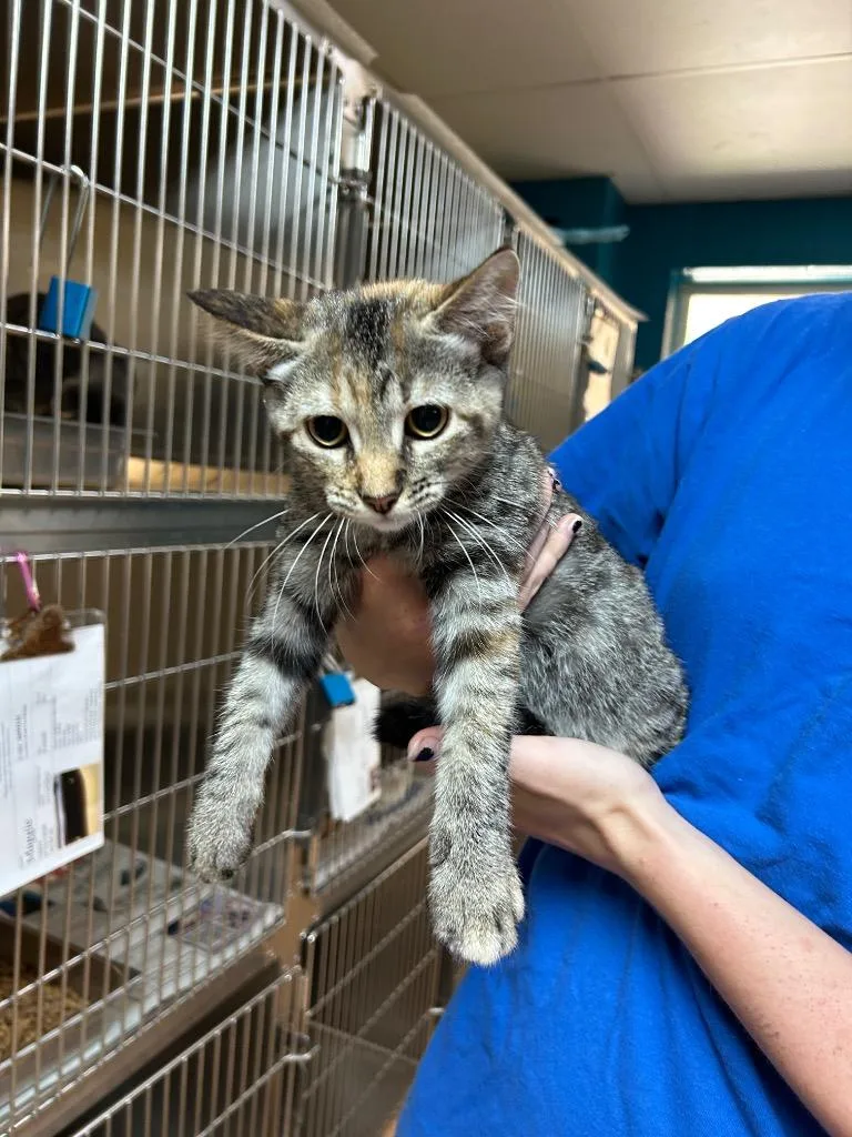 A baby medium-sized female Tabby cat named Sasha for adoption in Nacogdoches, TX