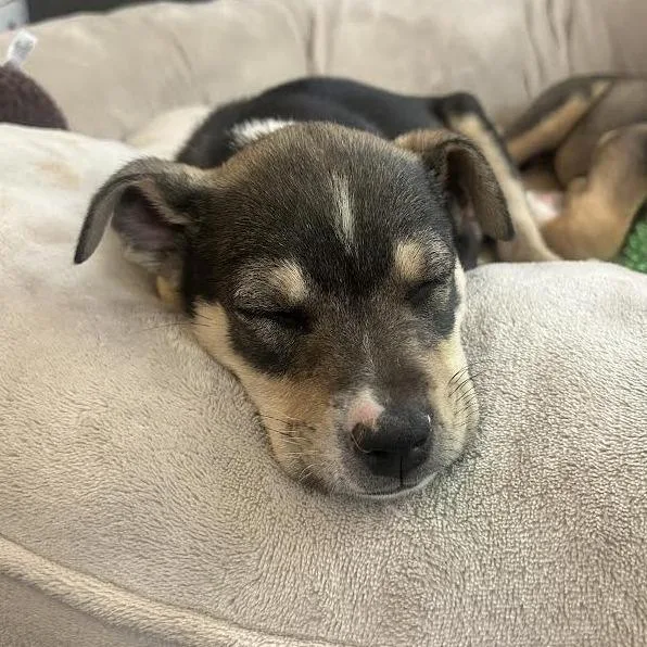 A baby small-sized female Brown / Chocolate Mixed Breed dog named Nectar for adoption in Flagstaff, AZ