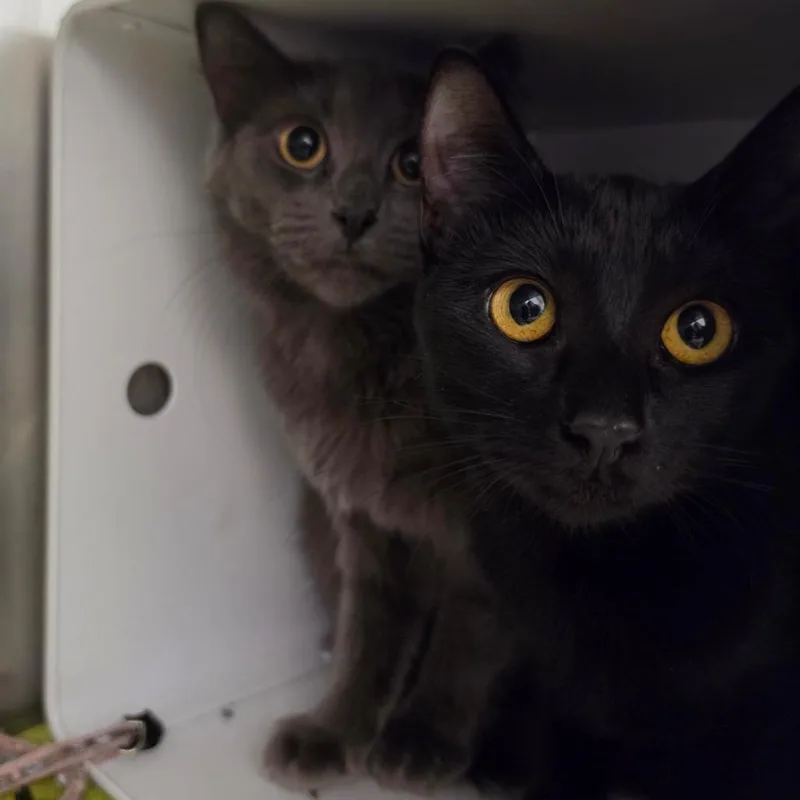 A young medium-sized female Black Domestic Short Hair cat named Tori for adoption in Briarcliff Manor, NY