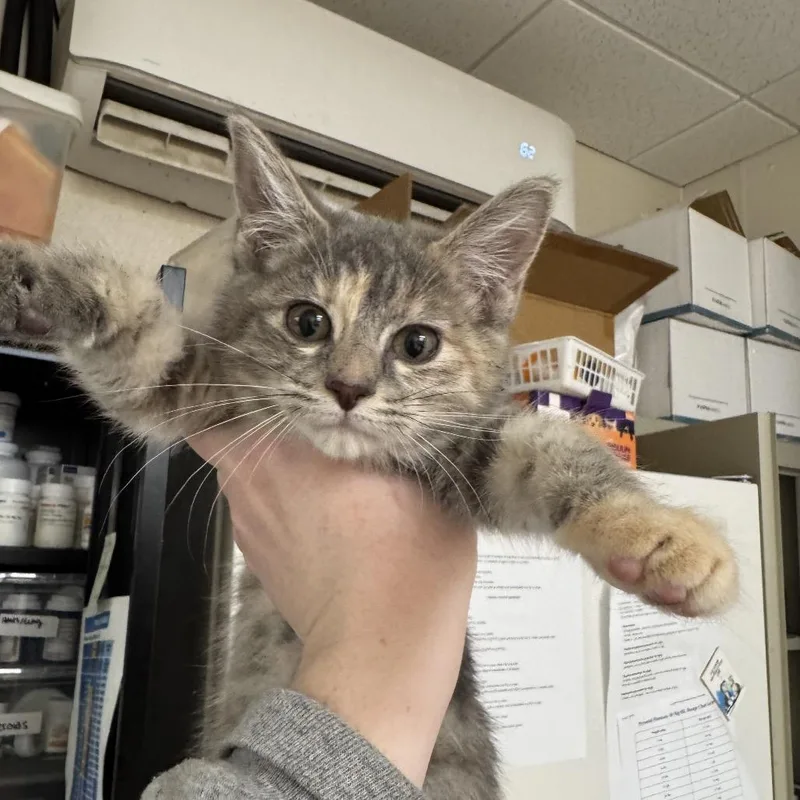A baby small-sized female Calico Domestic Short Hair cat named Seven for adoption in Pekin, IL