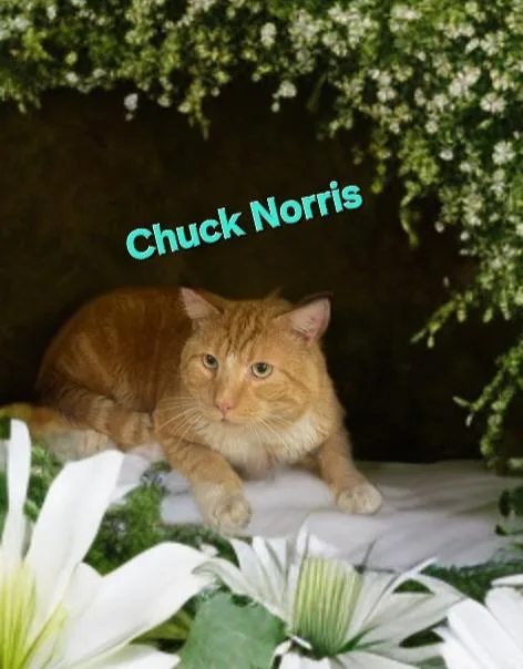 An adult large-sized male Domestic Short Hair cat named Chuck Norris for adoption in Jim Thorpe, PA