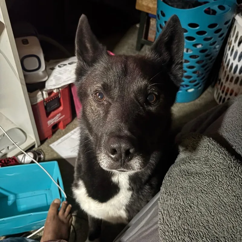 Oreo Home to