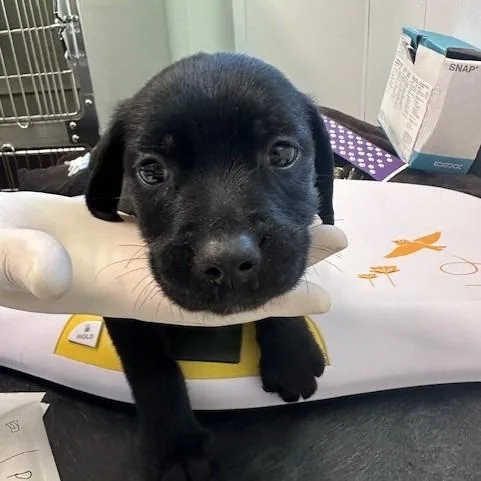 A baby small-sized male Black Black Labrador Retriever dog named Cameron for adoption in Clearwater, FL