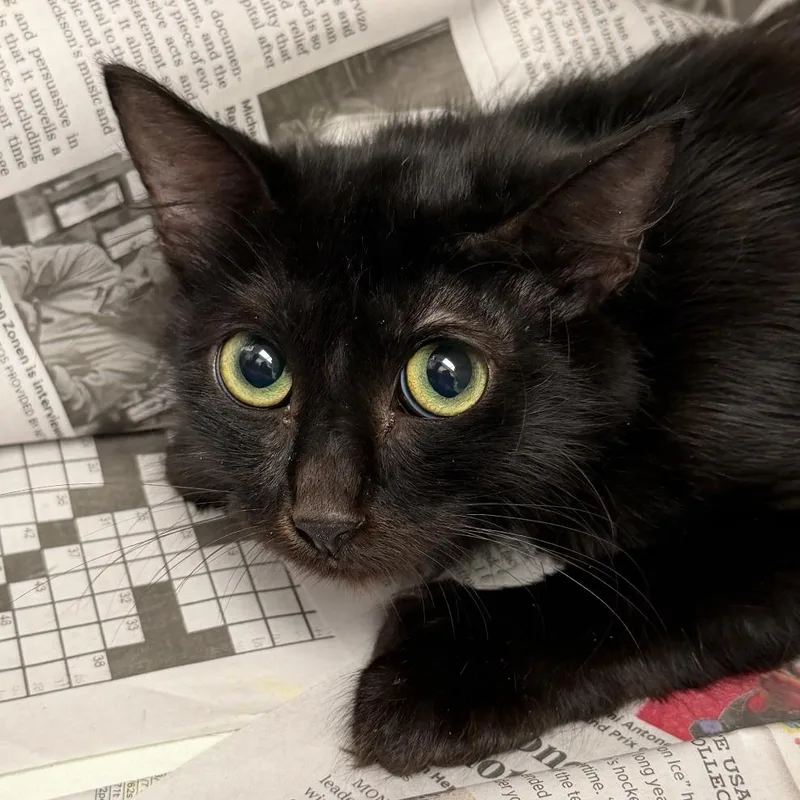 A young medium-sized female Black Domestic Short Hair cat named Indie for adoption in Marshall, TX