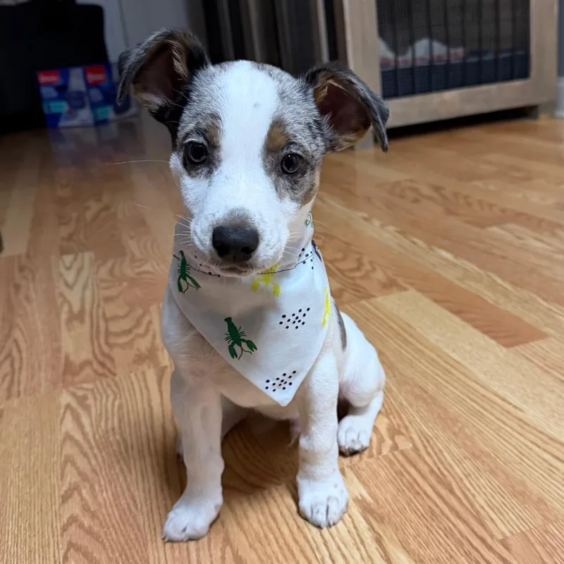 Loveable Leo thumbnail 2