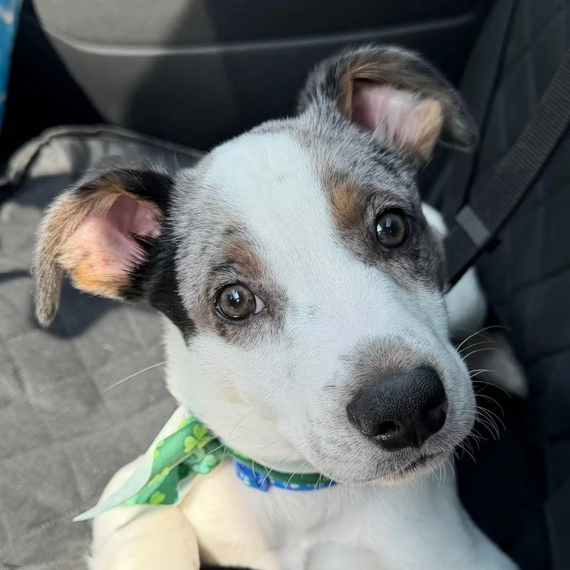 Loveable Leo thumbnail 3