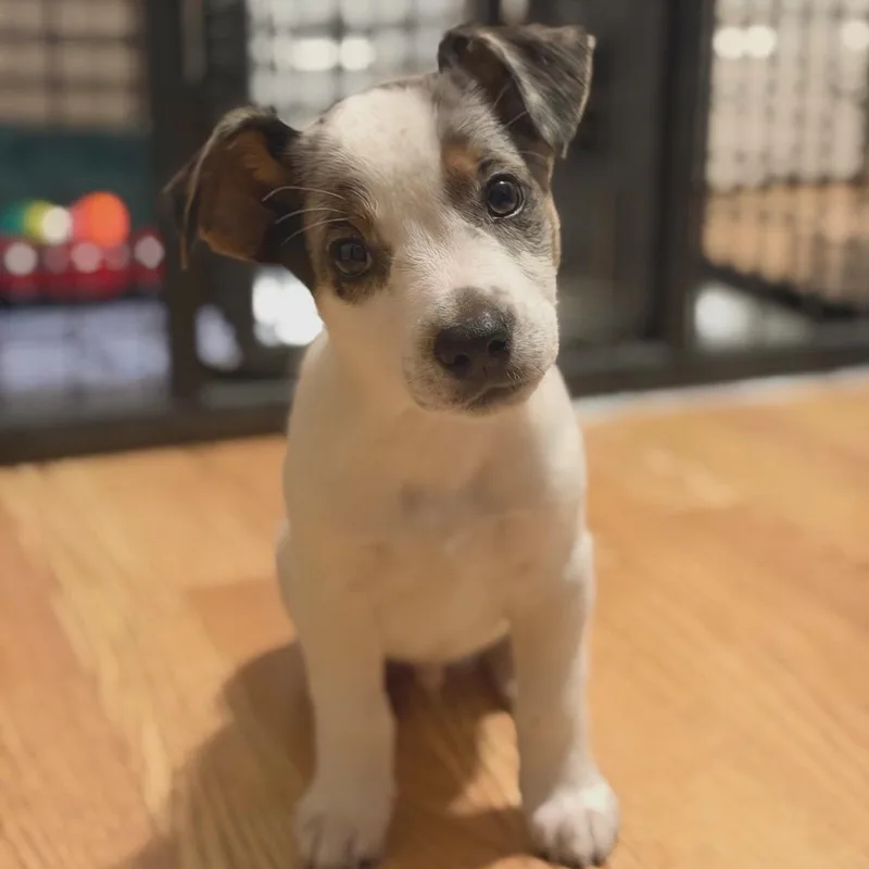 Loveable Leo thumbnail 4