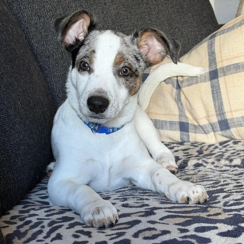 Loveable Leo thumbnail 5