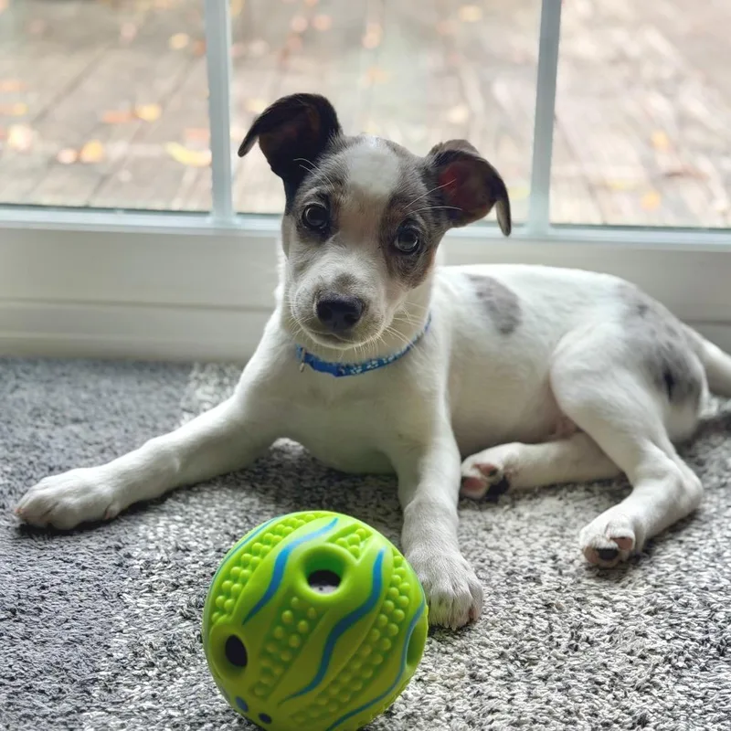 Loveable Leo thumbnail 6