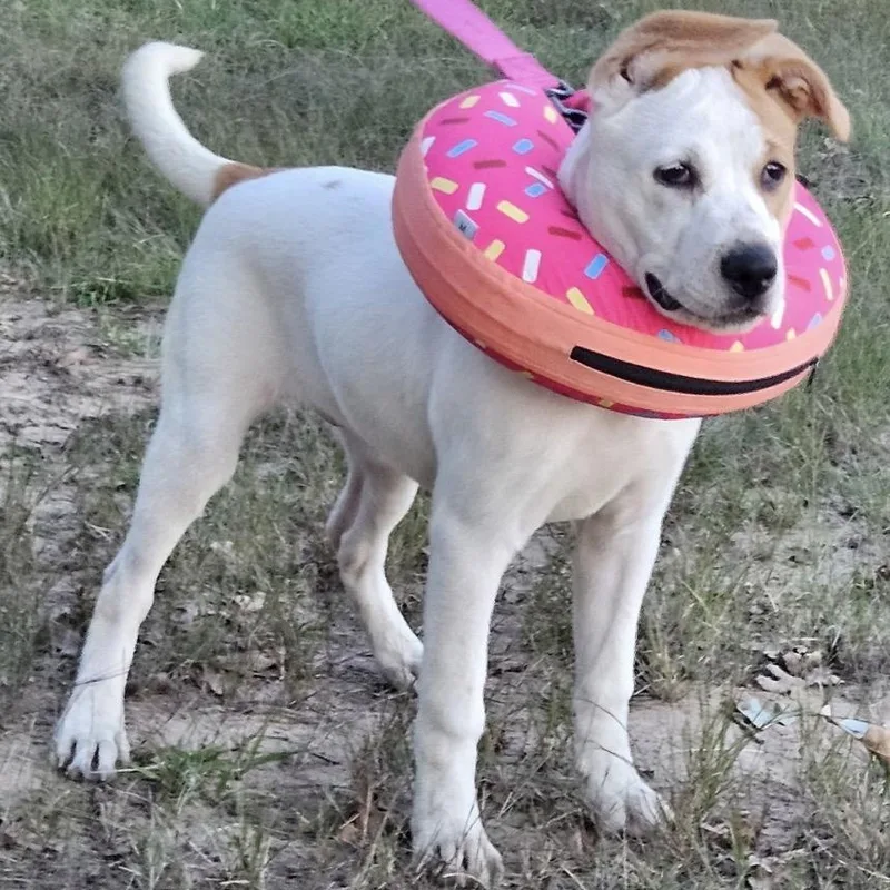 A baby medium-sized female Pit Bull Terrier dog named Penelope for adoption in Krum, TX