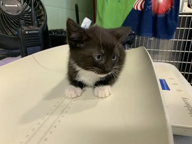 A baby small-sized female Domestic Short Hair cat named Kona for adoption in Grand Prairie, TX
