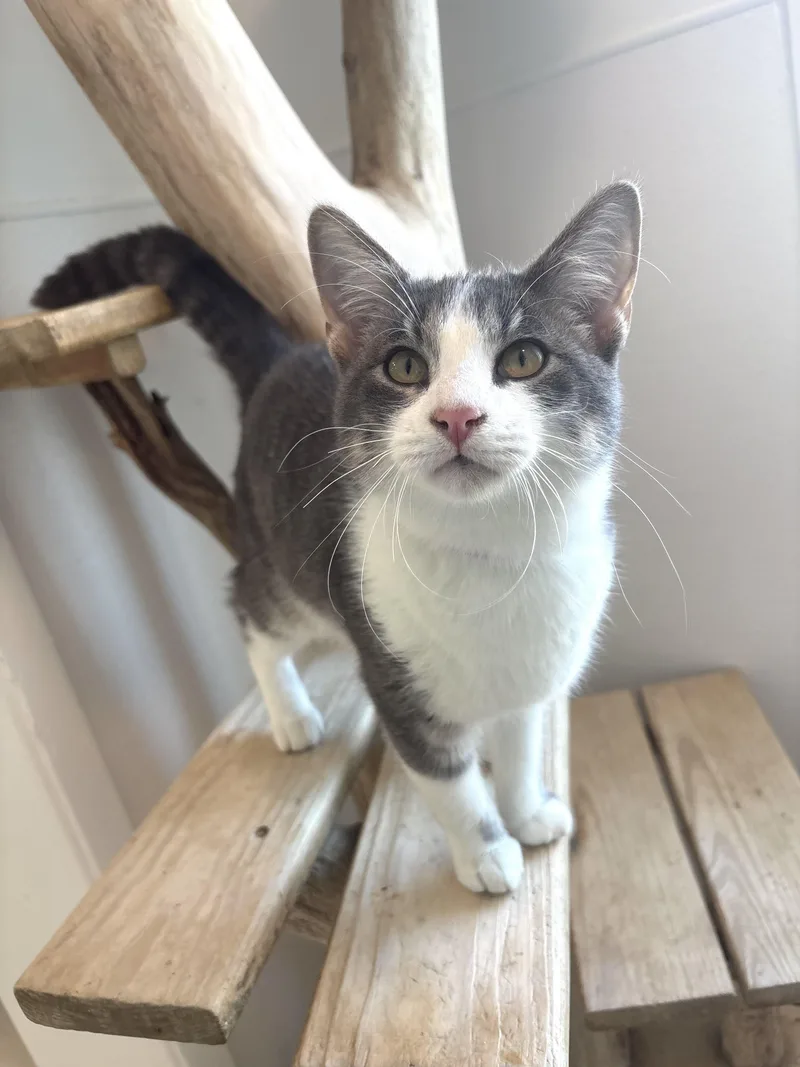 A young medium-sized male White Domestic Short Hair cat named Arancini for adoption in Chicago, IL
