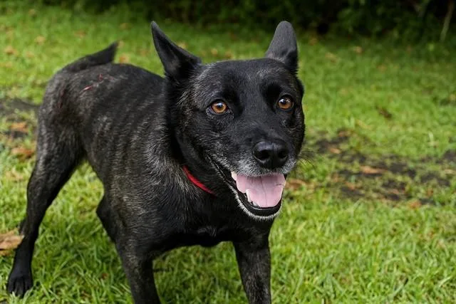 An adult medium-sized female Labrador Retriever dog named Princess for adoption in Fort Lauderdale, FL