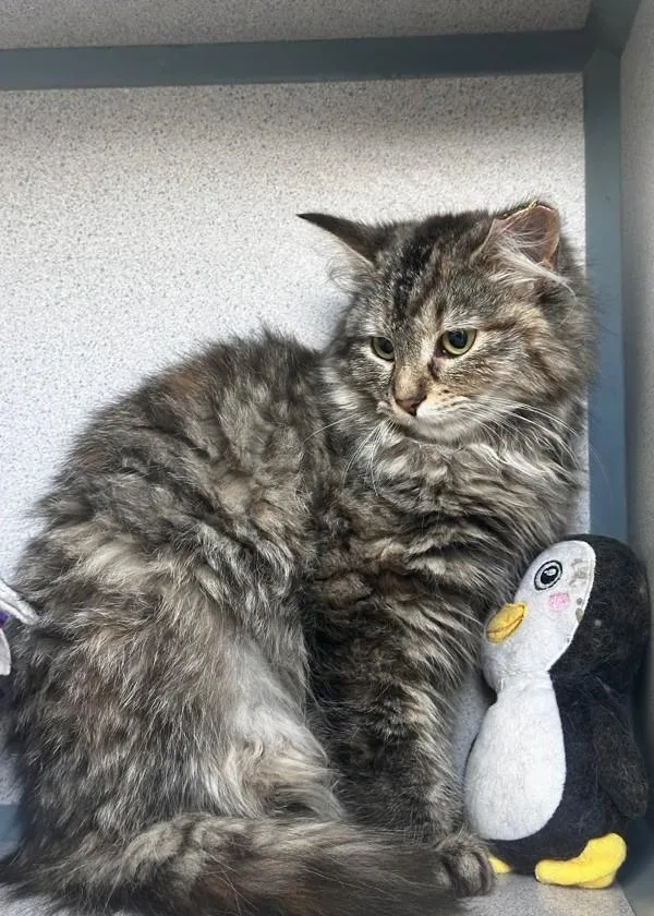 A baby small-sized female Domestic Long Hair cat named Flopsy for adoption in Skillman, NJ