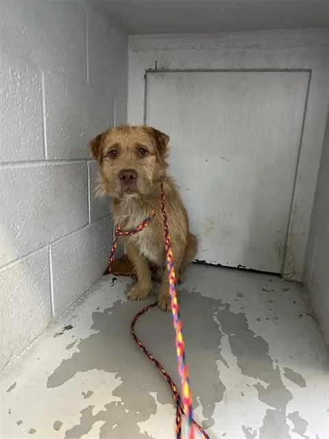 A young small-sized male Terrier dog named Wedo for adoption in Sacramento, CA