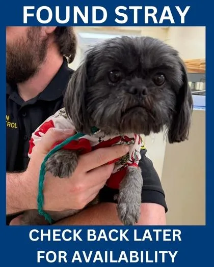 An adult small-sized female Mixed Breed dog named Joan for adoption in Hamilton, NJ