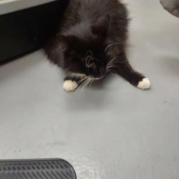A baby small-sized female Domestic Long Hair cat named Starburst for adoption in Hartsville, SC