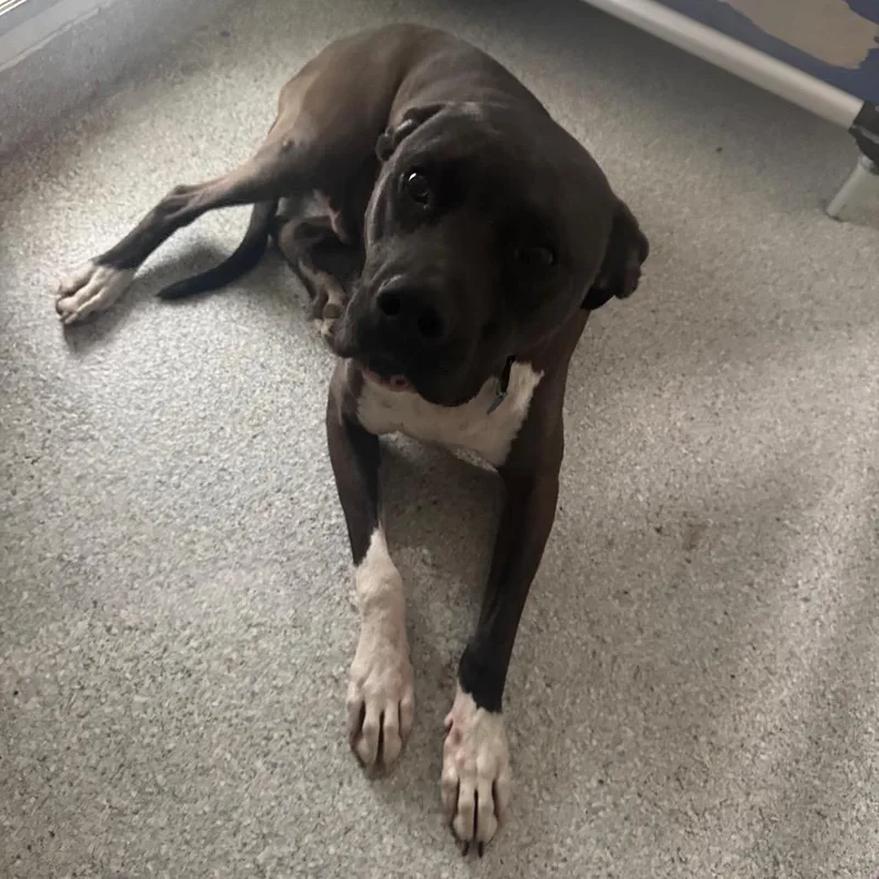 An adult medium-sized male Pit Bull Terrier dog named Morty for adoption in Pineville, MO