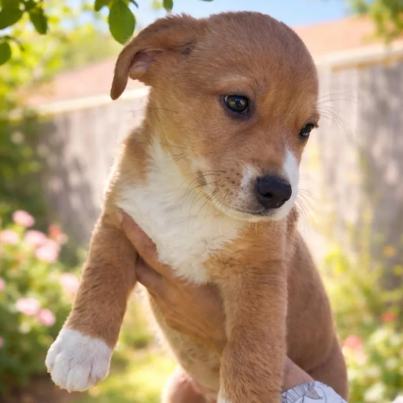 A baby medium-sized male Apricot / Beige American Staffordshire Terrier dog named Turbo for adoption in Magnolia, TX