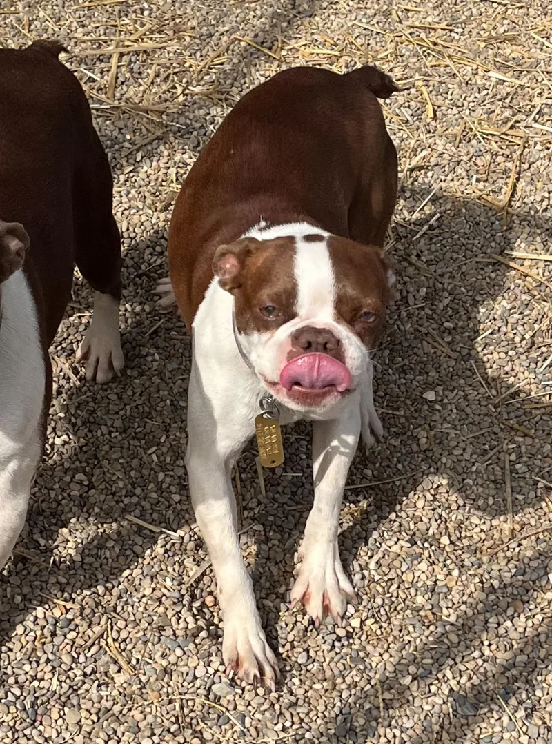A young small-sized female Brown / Chocolate Boston Terrier dog named Minnie for adoption in Athens, OH