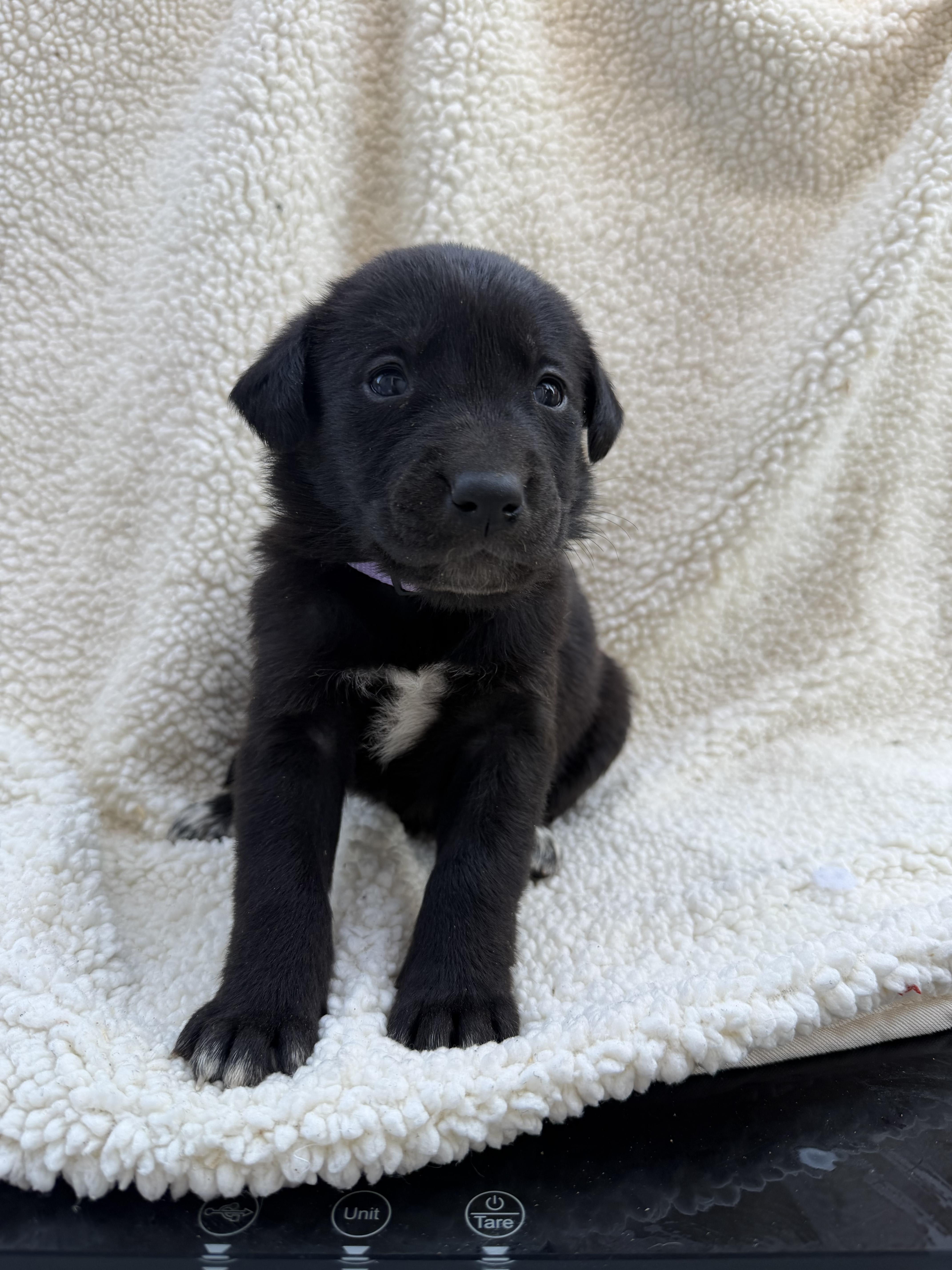 A baby small-sized female Labrador Retriever dog named Oreo for adoption in Discovery Bay, CA