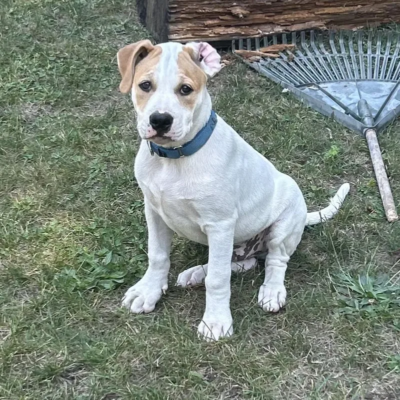 A baby medium-sized male Sable Boxer dog named Mochi for adoption in Chatham, NJ