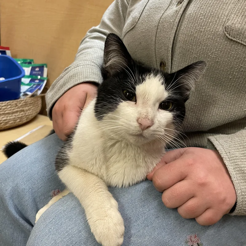 A young medium-sized male Black & White / Tuxedo Domestic Short Hair cat named Smudge for adoption in Worcester, MA
