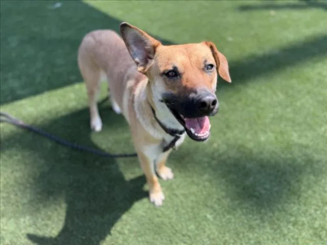A young medium-sized female German Shepherd Dog dog named Spacey for adoption in Los Angeles, CA
