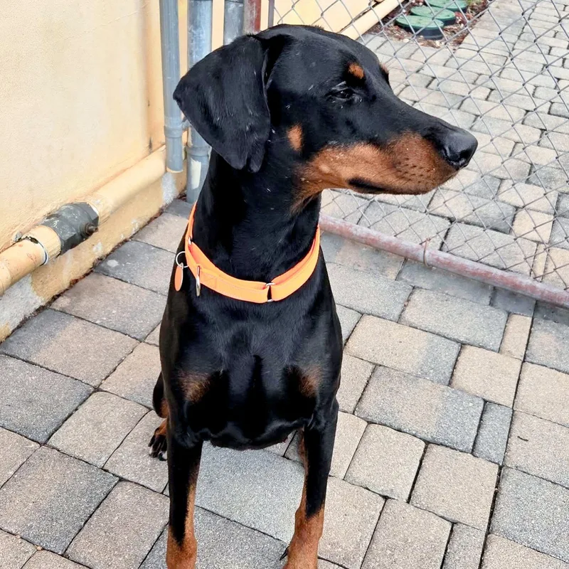 A young medium-sized female Doberman Pinscher dog named Dona for adoption in Oakland Park, FL