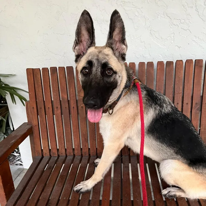 An adult large-sized female Yellow / Tan / Blond / Fawn German Shepherd Dog dog named Ruby for adoption in Port Richey, FL