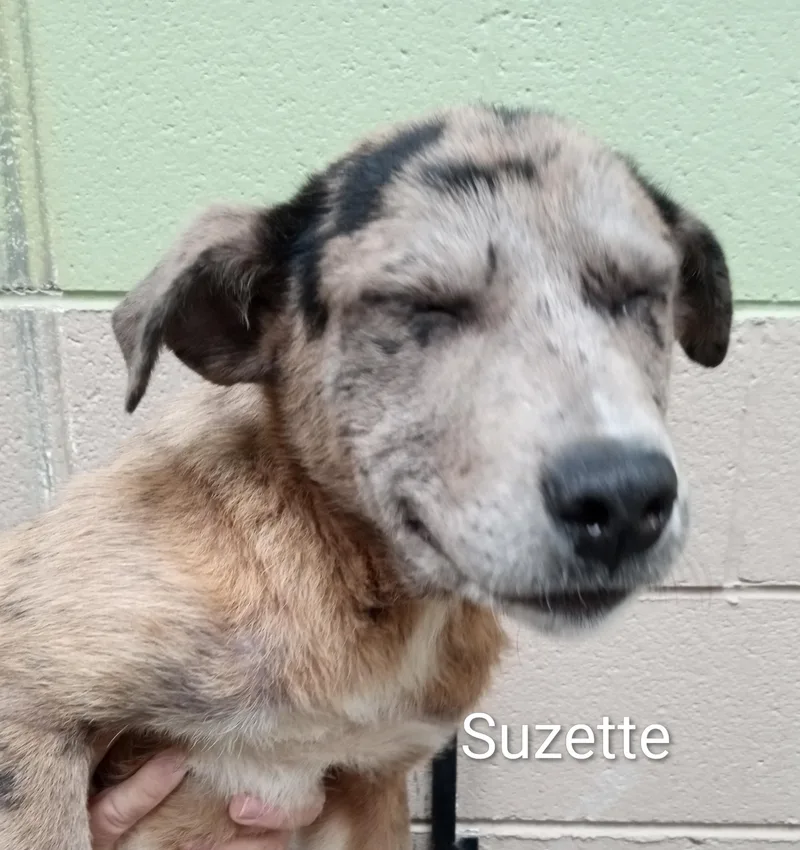 Suzette