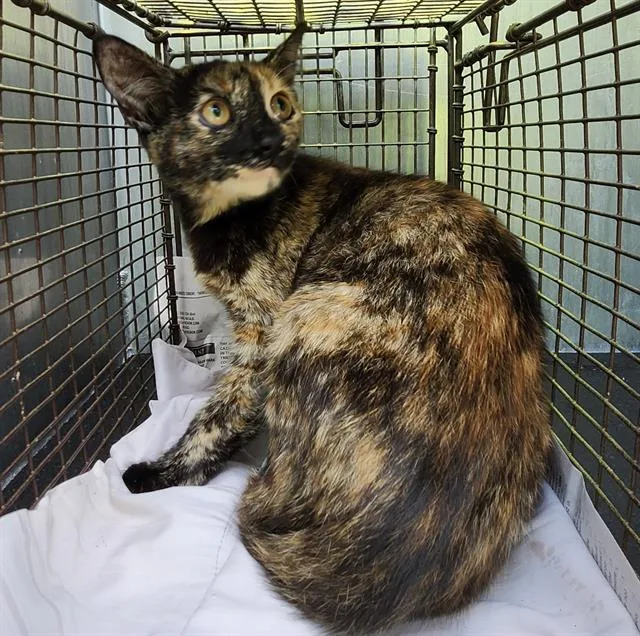 A baby small-sized female Domestic Short Hair cat named Freya for adoption in San Antonio, TX