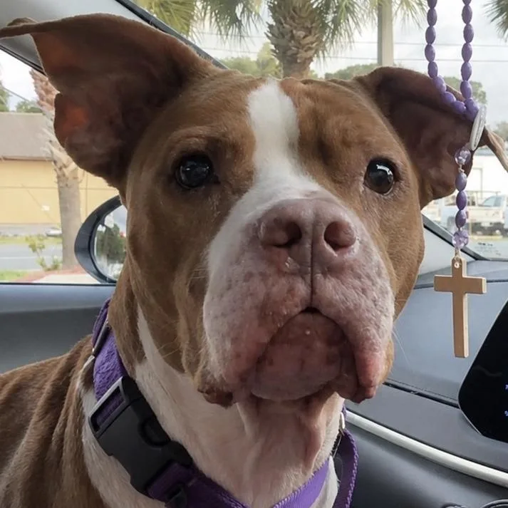 A senior medium-sized female Mixed Breed dog named Mary Jane for adoption in Hobe Sound, FL