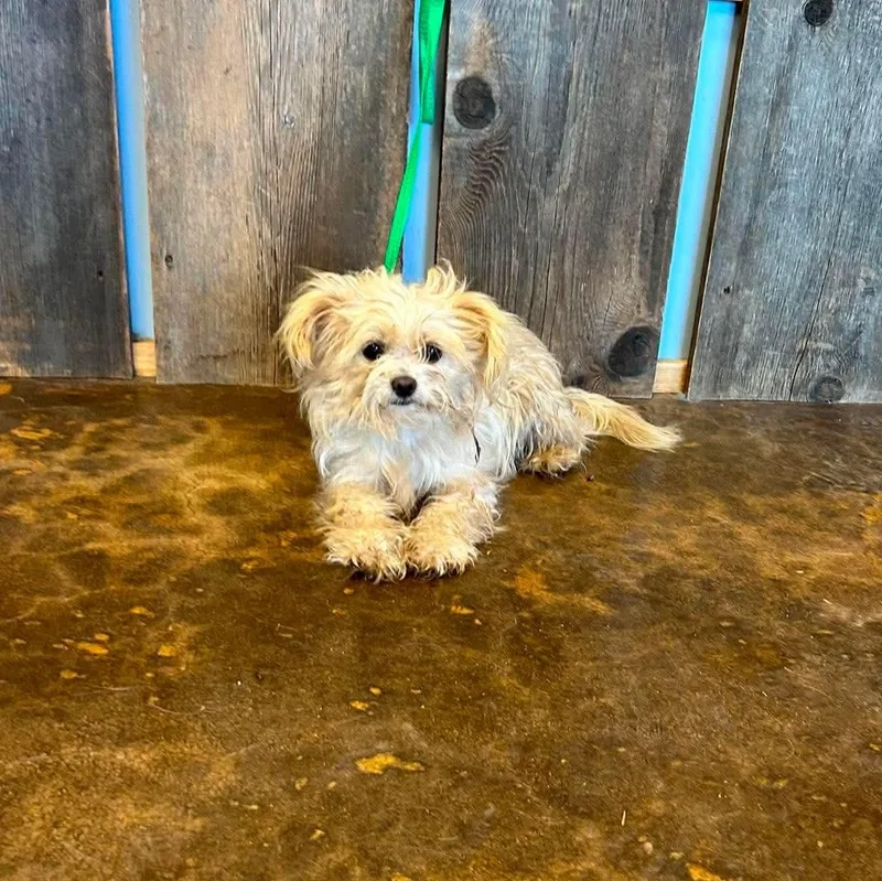 An adult small-sized female Terrier dog named Miley for adoption in Milwaukee, WI
