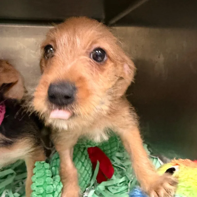 A baby small-sized male Yellow / Tan / Blond / Fawn Chihuahua dog named Sourdough for adoption in Lakeland, FL