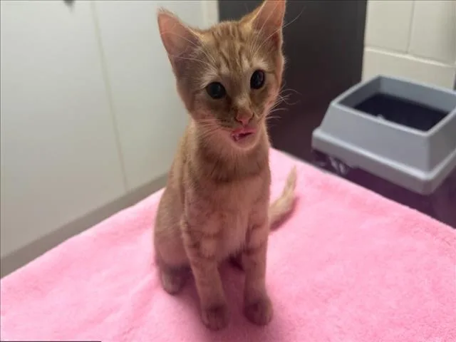 A baby small-sized female Domestic Short Hair cat named Biscuit for adoption in Chapel Hill, NC