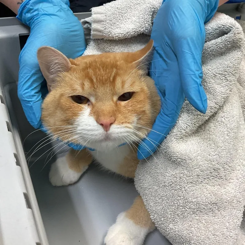 An adult large-sized male Orange / Red Domestic Short Hair cat named Tucker for adoption in Tacoma, WA