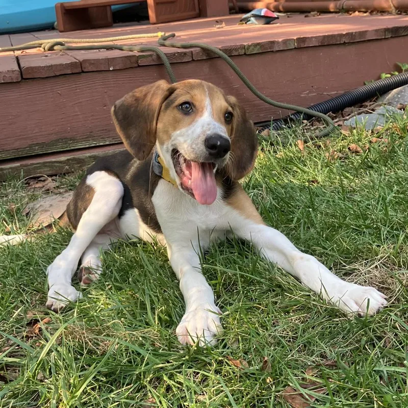 An adult medium-sized male Black Hound dog named Odeey for adoption in Fredericksburg, VA