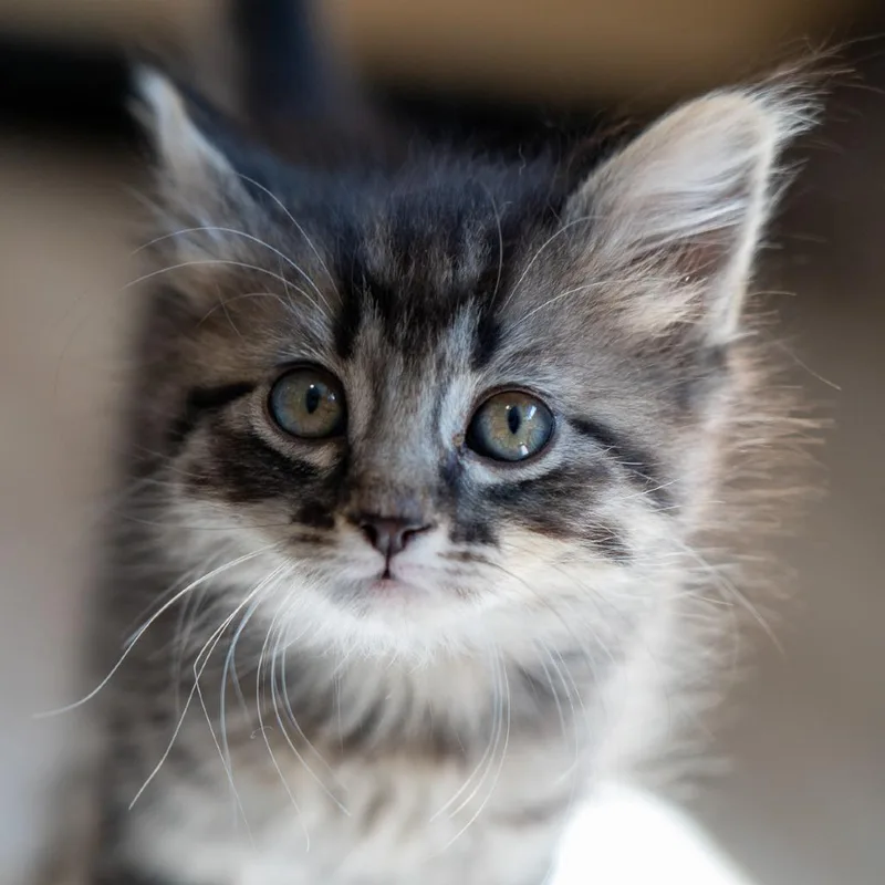 A baby small-sized female Black Domestic Long Hair cat named Mesa for adoption in Durango, CO