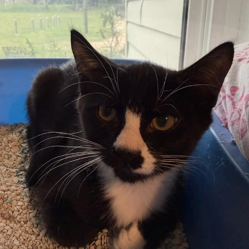 A baby small-sized male Black Domestic Short Hair cat named Spencer for adoption in Calverton, NY