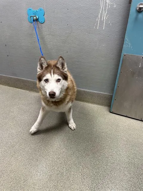 An adult large-sized female Siberian Husky dog named Sky for adoption in Las Vegas, NV
